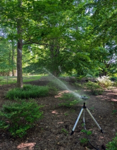 Well-established plants with strong, deep root systems will be more drought tolerant.
