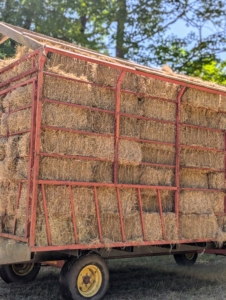 I have two hay wagons. Here is one completely filled and ready to stack.