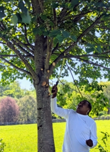 I extended this allée in 2017 all the way down to the chicken coops. These trees are developing so nicely and are pruned every couple of years. Pete focuses on the lower branches only, but cuts off any dead, damaged, diseased, or crisscrossing branches.