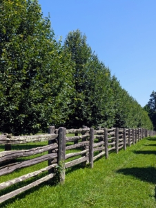 Lindens, Tilia, are medium to large sized shade trees that are easy to maintain and attractive in any landscape. I have two linden tree allées. One outside my stable and this one which runs from the old corn crib all the way down to the chicken coops.