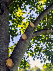 It is important to always use sharp tools whenever pruning so that the cuts are clean. Dull tools are difficult to use and could even damage the tree. A straight, clean-cut promotes quick healing of the wound and reduces stress on the specimen.