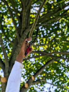 For small branches, Pete is able to use his sharp bypass Okatsune pruners.