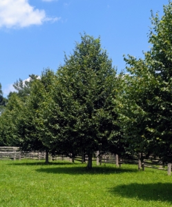 Notice the lowest branches. They are very low to the ground and need trimming to control its shape and to allow for better air circulation through the center of the specimen. I also like to prune the branches so anyone on foot, on horseback, or my horses themselves, could pass through easily. This low branch work is called limbing up or crown raising.