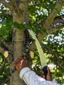 Pete uses his hand tree saw carefully cutting from the bottom most branches up.