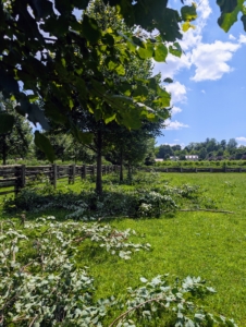 Once cut, there is still lots of shade, but the area is more accessible for my tall Friesians. There is light and air circulating through the allée, and one can see more clearly underneath the trees.