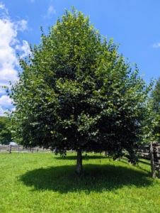 Remember, this is what it looked like before – overcrowded branches too low for my horses.