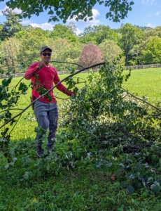 Pasang, my resident tree expert, comes by to help gather all the branches. My crew always works in teams, so there is always help for every project.