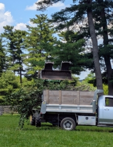 The branches are then carefully dropped into the back of my dump truck and taken to the back compost yard where they will await chipping.