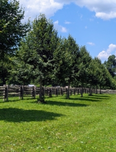 Regular and thorough pruning will also give the branches more room to grow. When mature, lindens reach 50 to 80 feet in height with a spread of 35 to 50 feet. Its growth rate is about 13 to 24 inches a year.