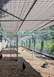 Around my farm, I've made sure to check on all the animals. My chicken coops are covered to provide ample shade.