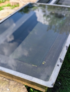 ... and multiple pools to keep them cool. These pools are checked often and refilled with clean water.