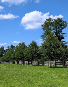 This entire process takes a couple of days to do properly by hand, but it is all worth the efforts to have well-manicured, healthy trees.