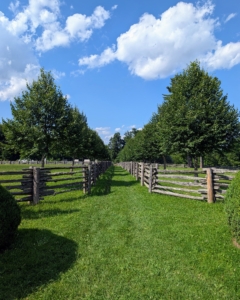 Linden trees typically live 50 to 150 years - maybe even longer with good, consistent care.