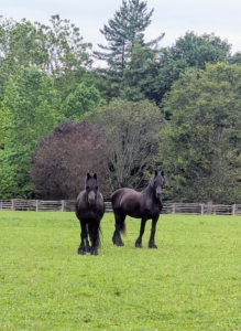 And here are two of my handsome boys. I am sure they will appreciate the job well done.