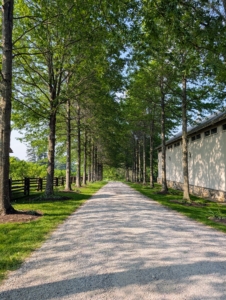 After lunch, the group walked down to my carriage house for some afternoon presentations. This is my allée of pin oaks. When I planted this allée, these trees were only about five feet tall. Look how much they've grown. This allée has since become one of the focal points of my farm.