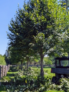 As branches are taken down, they’re gathered and placed into tidy piles, so they can be cleaned up easily and quickly. After the job is done the crew will chip the branches and use the wood chips as top dressing in another area of the farm. Everything is always reused, repurposed or recycled when possible.