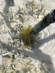 This is a sea anemone. Sea anemones are marine invertebrates, related to corals and jellyfish, known for their flower-like appearance. Their tentacles also sting and are used for both defense and prey capture.