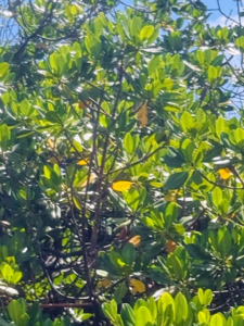 These are leaves of the red mangrove, Rhizophora mangle. These leaves, which turn yellow and eventually drop off, accumulate excess salt from the mangrove tree, effectively shedding the salt to maintain the overall health of the plant.