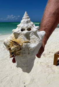 Here's another shell Dorian found during a beach walk - ever have a face off with a shell?