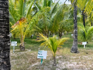 Rikardus took Dorian and Tommy to the on-site coconut plantation. The chef made delicious coconut sorbet from fruits just picked that day. One can email the hotel at concierge.parrotcay@comohotels.com and request to adopt a coconut tree and then have one's name and year displayed on a sign.