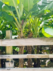 Next on the itinerary - a banana plantation. The hotel's banana baked cakes are all made using these bananas.