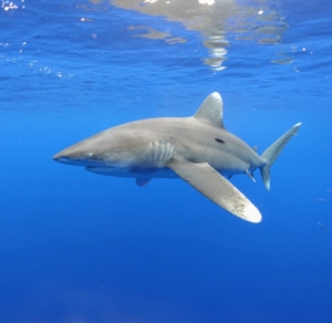 During one excursion, Dr. Ed talked about the oceanic white tip shark, which is now critically endangered. Earlier this year, Dr. Ed and his team established the Parrot Cay Conservation Trust, which partnered with US researchers to tag sharks with satellite transmitters and learn more about their behaviors and travels.