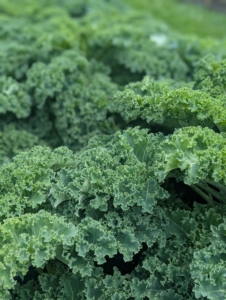 Here is this year's kale bed - so lush and green.