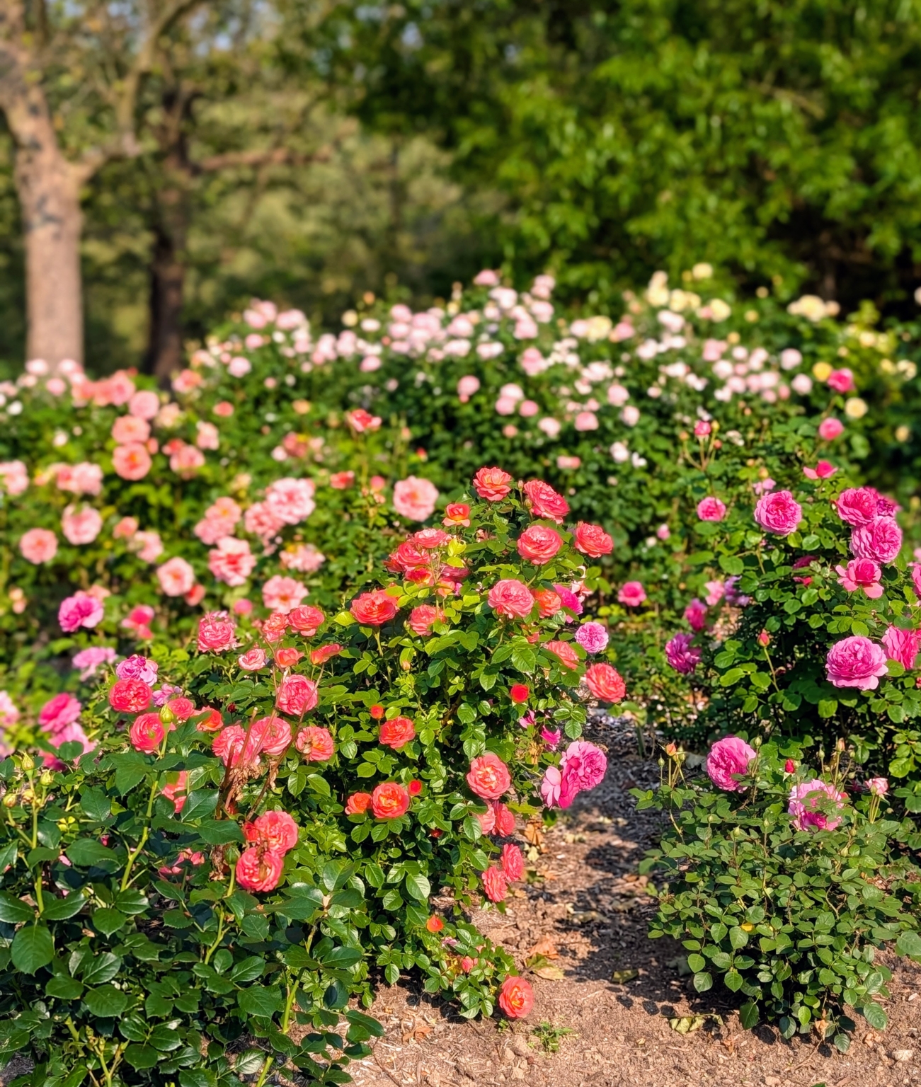 Blooming Roses - The Martha Stewart Blog