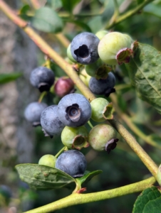 Each of these fruits is about five to 16 millimeters large with a flared crown at the end. They were once called “star fruits” by North American indigenous peoples because of the five-pointed star shaped crown.
