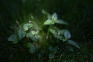(Photo taken by Jude using a Canon EOS RP)
