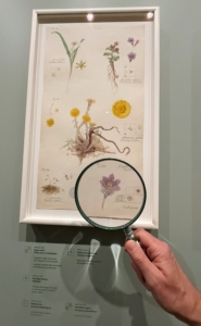 Magnifying glasses are provided for those interested in seeing the minute details of Hilma's drawings.