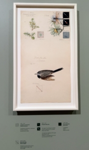 Here is a beautiful and detailed sketch of a white wagtail bird - a small, slender passerine bird known for its distinctive black, white, and gray plumage and tail-wagging behavior.