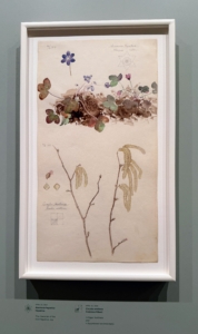 This drawing done in April of 1919 shows Anemone hepatica and on the bottom Corylus avellana, the common filbert.