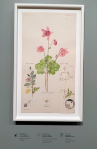 In this piece, Hilma draws European barberry, European columbine, and Silene nutans, Nottingham catchfly.