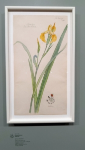 Do you recognize this? It is a yellow iris. Its spiritual connection is described as reverence for the power of thought. Hilma's visual representations were often matched to very complex spiritual ideas.