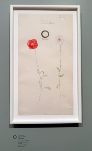 This is Papaver rhaeas or a corn poppy. Hilma's abstract works also predated many of her male counterparts such as Kandinsky and Mondrian.
