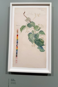 And these are the leaves of Tilia vulgaris, or the common linden. It was drawn on July 29, 1919.