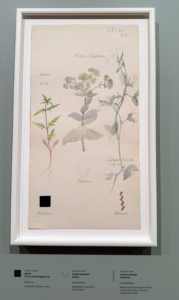In this piece, Hilma shows Binens, three-parted beggarticks, which is in the sunflower family. She also groups it with Sedum telephium, Orpine, and Lathyrus odorata, the sweet pea.