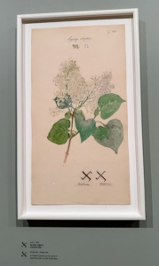 This drawing features a common lilac, Syringa vulgaris. Here, Hilma feels the power of Zoroaster can be found in both white and violet lilacs.