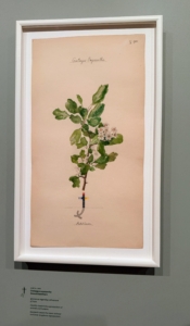 This smooth hawthorn, Crataegus oxyacaantha, is connected to Hilma's view of reproduction.