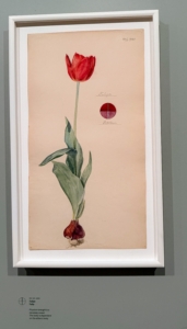 And this is a tulip, complete from bloom to bulb. Hilma uses watercolor, pencil, ink and metallic paint on paper for many of her works.