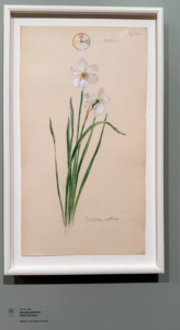 This is a Narcissus poeticus, Poet's narcissus, showing Hilma's description of the belief in the power of youth.