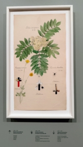 Here, Hilma shows a bulbous buttercup, European ash, together with a barn funnel weaver, or a domestic house spider as it is known in Europe - spiritually describing the ability for lively thinking.