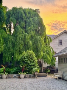 This is one of three beautiful weeping katsura trees outside my Winter House. The weeping katsura, Cercidiphyllum japonicum 'Pendulum' is an ornamental tree known for its cascading branches and heart-shaped leaves.