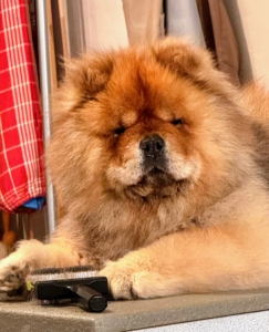 Here's my beautiful champion Chow Chow, Empress Qin.