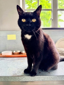 Blackie is my greenhouse cat. Blackie is very friendly and is always ready for a good rub.