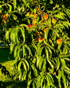 Right now, the peach trees are so full. These peaches will be ready to pick soon!