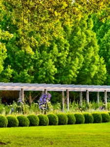 Many of you have seen my long and winding pergola now with gorgeous clematis in a palette of blue-flowering cultivars blooming on the antique upright granite posts. Every year they give a vivid floral display. Carlos also includes the towering bald cypress trees on the other side of the carriage road. When I planted them, they were just a few feet tall.