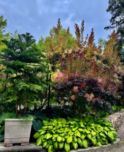 This photo shows one of my blooming Cotinus, or smoke bush. I have many smoke bushes around my farm - in the sunken garden behind my Summer House, around my pool, in the beds outside my Tenant House where my daughter and grandchildren stay when they visit, outside my main greenhouse, and lining both sides of the long carriage road that runs through one of my hayfields is a gorgeous allée of dark burgundy Cotinus.