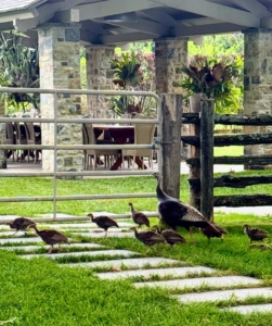 Here's a fun photo of a wild turkey hen with her chicks walking by my pool pavilion. Good catch, Carlos "Uno." Carlos is affectionately called "Uno" because there is also a Carlos "Dos" on my crew.